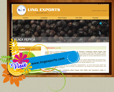 web design, seo for turmeric exporter
